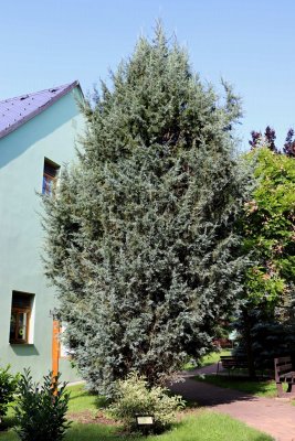 Juniperus scopulorum - jalovec skalní - celek